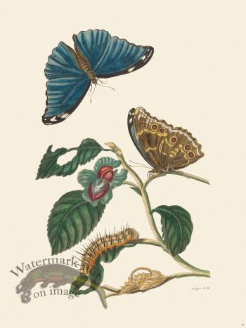 Merian Metamorphosis 53